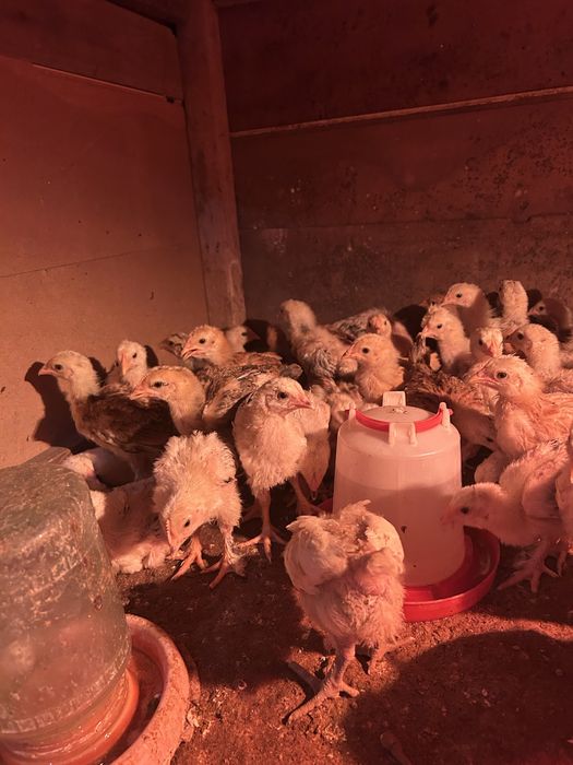 Продается цыпленок адлерский, ломан браун