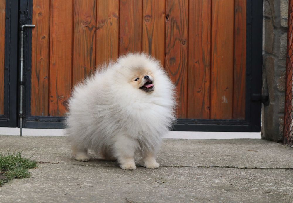 Страхотно момченце померан с родословие FCI