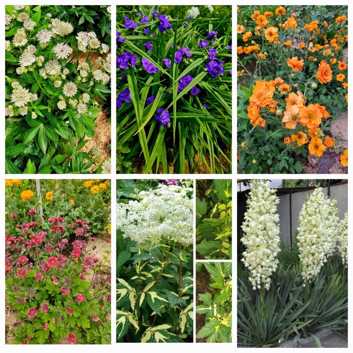 Цветы садовые „уличные”