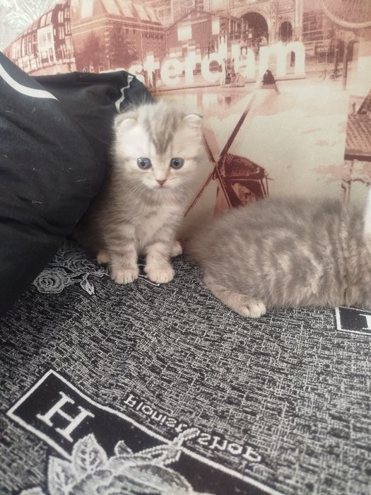 Котята шотландские