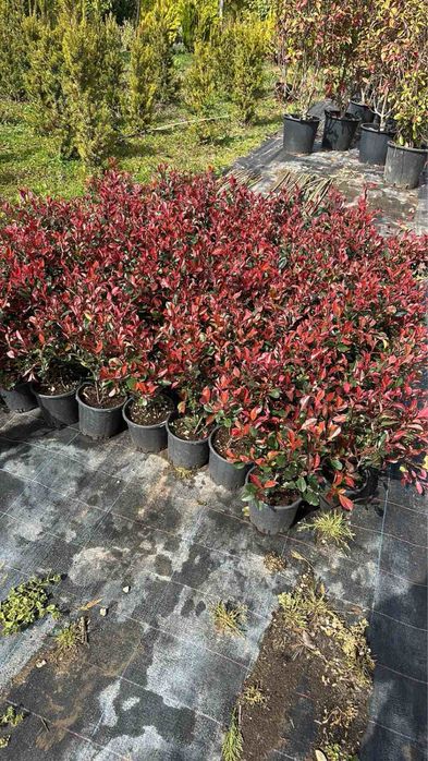 Футиния,туя и закуми. Японски клен,магнолии в три цвята.