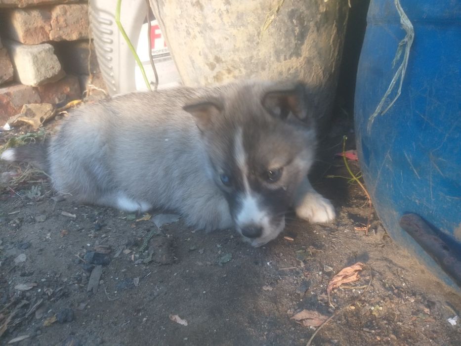 Продаётся собаки