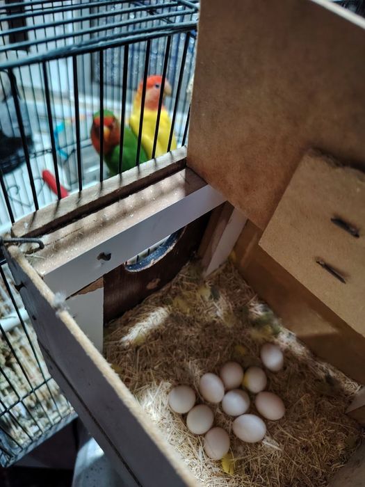 Tayyor para sotiladi