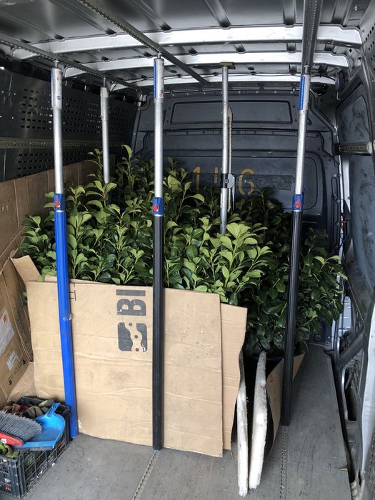 Transport/Marfa/Electrocasnice/Mutari/Manipulari/