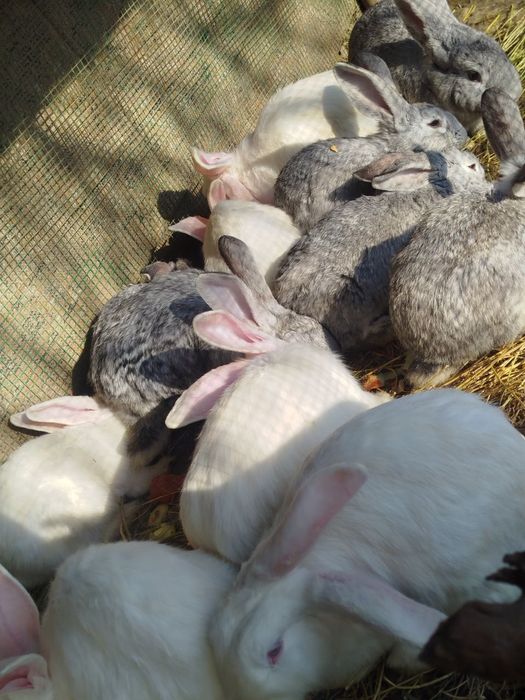 Zotdor quyonlar sotiladi