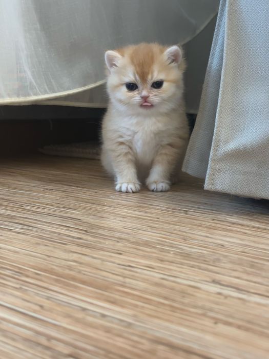 Котята Британские «Шиншилла»