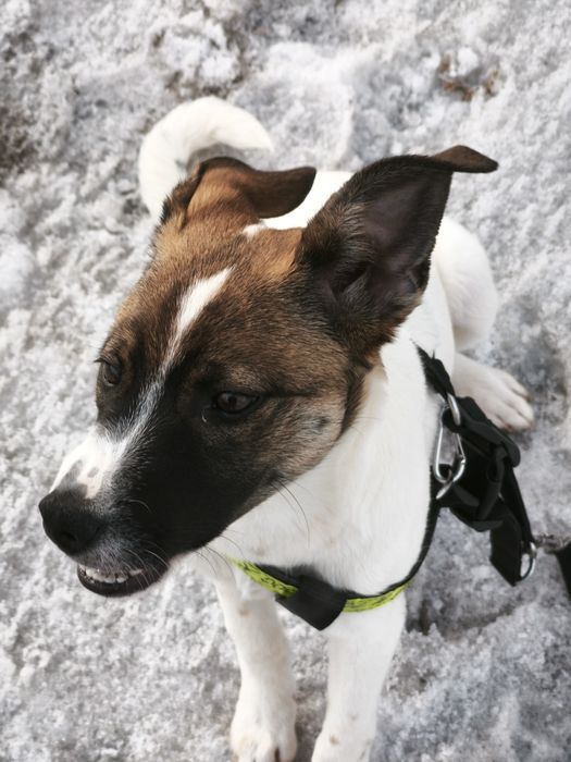 Отдам щенка в добрые руки