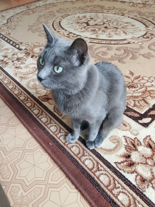 Отдам кота в хорошие руки
