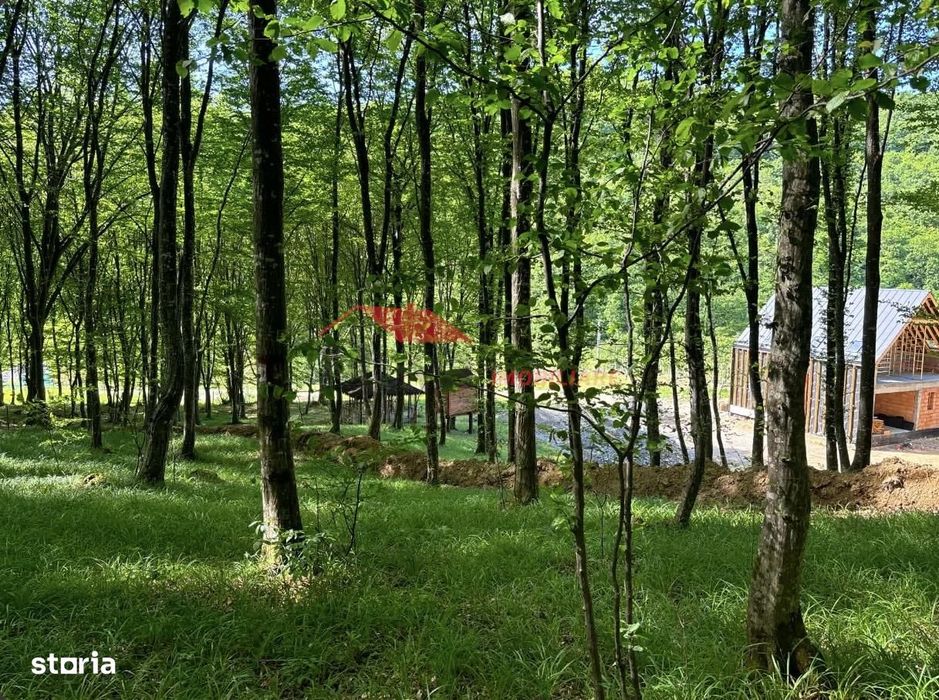 1 ha padure, Coldau