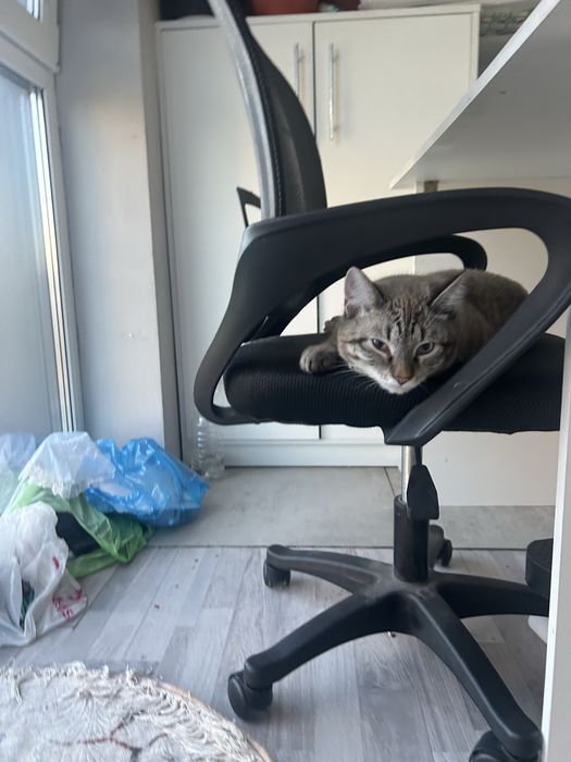Отдам кота в добрые руки