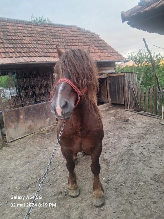 Vând armăsar lucrat la Pădure