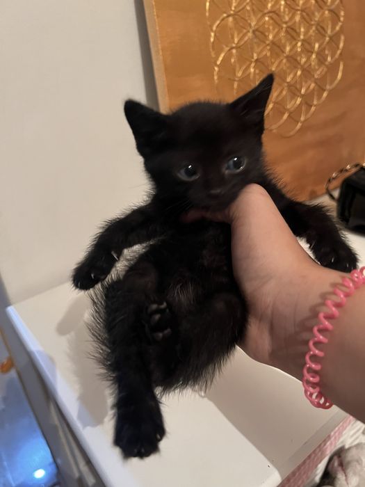Котенок девочка 1 месяц