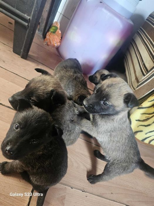 Бебета Белгийска овчарка