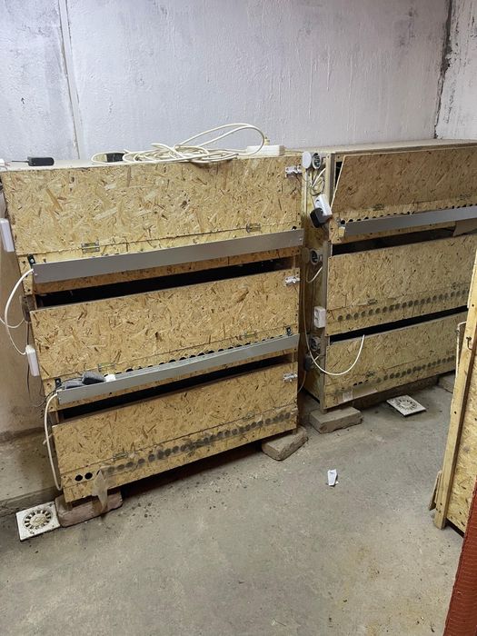 Брудель ! Тауық немесе бөденеге