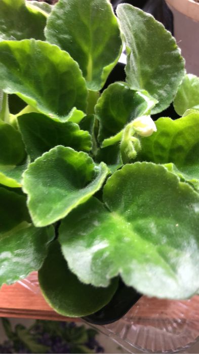 Продается красивые неприхотливые цветы