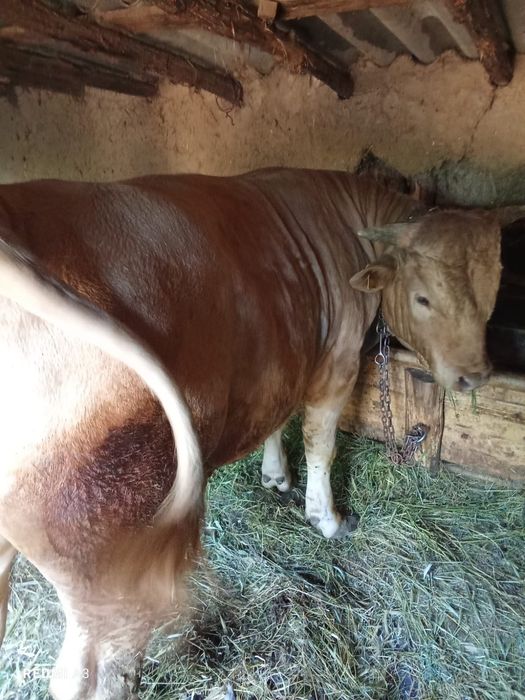 Vând taur 1 an de zile