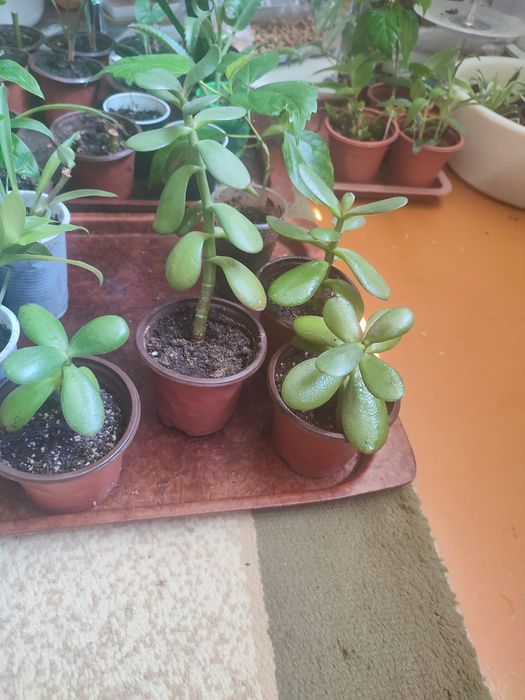 Продам комнатные цветы