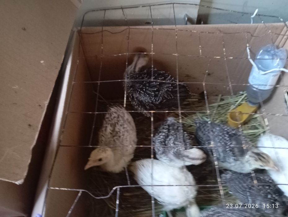 Продам домашних индюшат