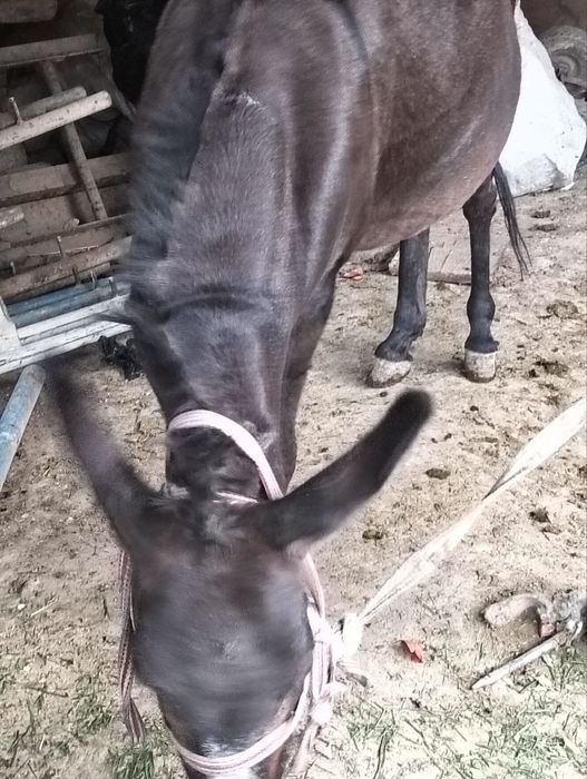 Bir teshikda ikkita xoroz haqida porno film tomosha qiling.