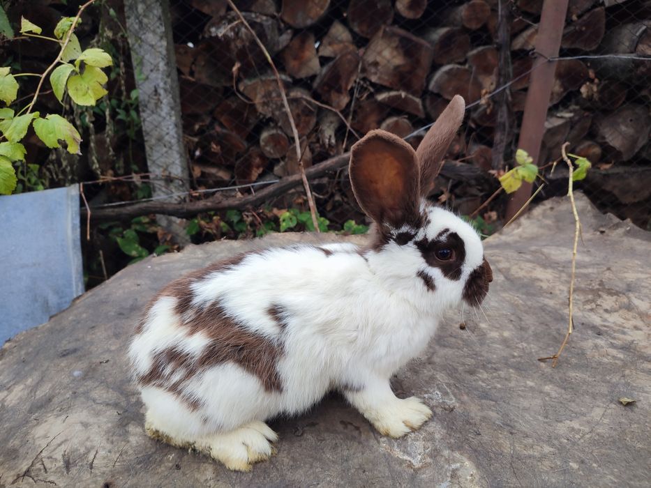 Iepuri (tineret și maturi)