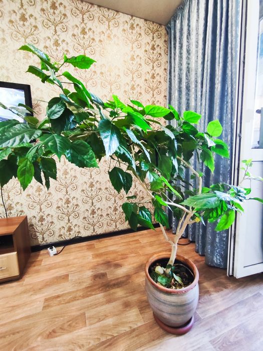 Цветок китайской розы.