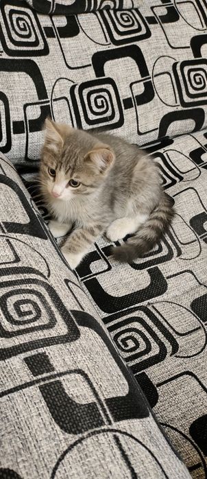 Отдам котенка в добрые руки