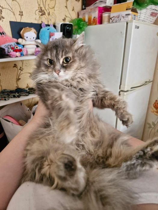 Отдам кота в хорошие руки