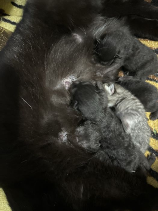 Отдам котят в добрые руки