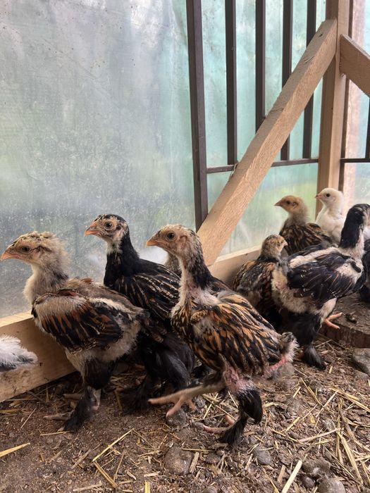 pui brahma gold laced