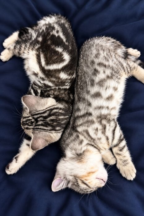 Бенгальские котята
