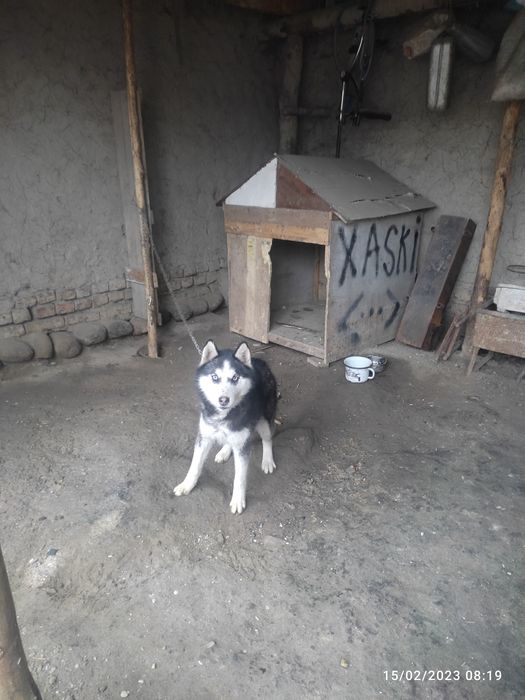 Sibiriskoy xaski toza zottor. Aqlli kuchuk