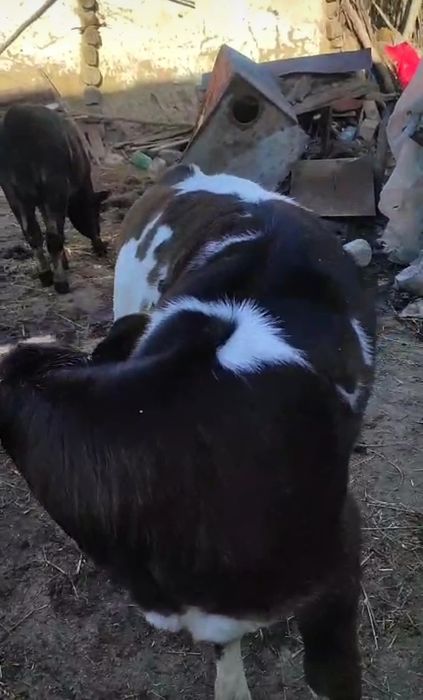 Vițel și vițele de vânzare!