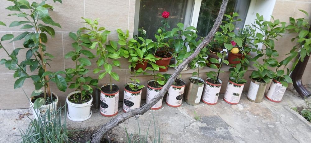 Лимони от присадка