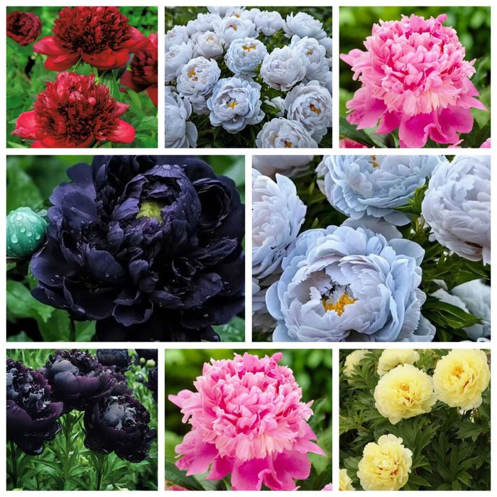 Rizomi ( Bulbi) de Bujori mari Paeonia, pt plantat, mari și parfumați, fluorescenta bogata nuante de Alb, Blue, Rosu Roz Mov inchis Galben Portocaliu