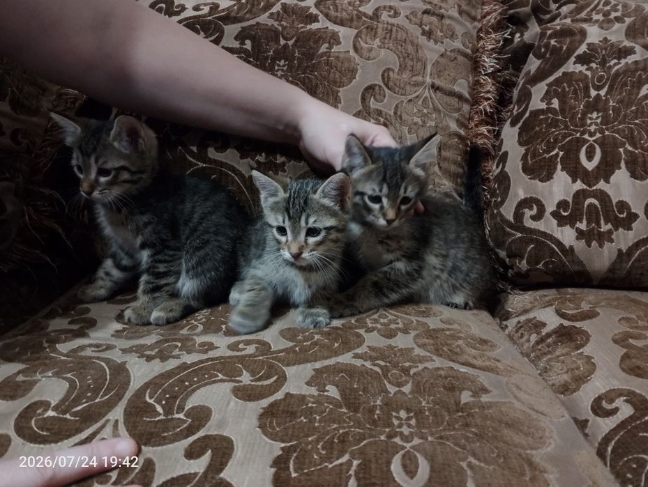 Ищем самый лучший дом для пушистых малышей! Котята