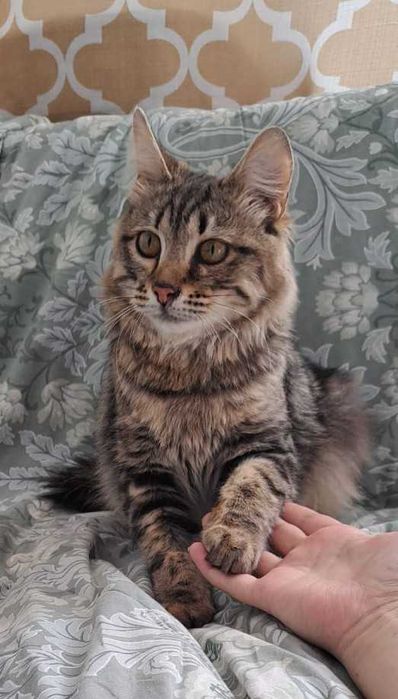 Ласковый котик ищет дом