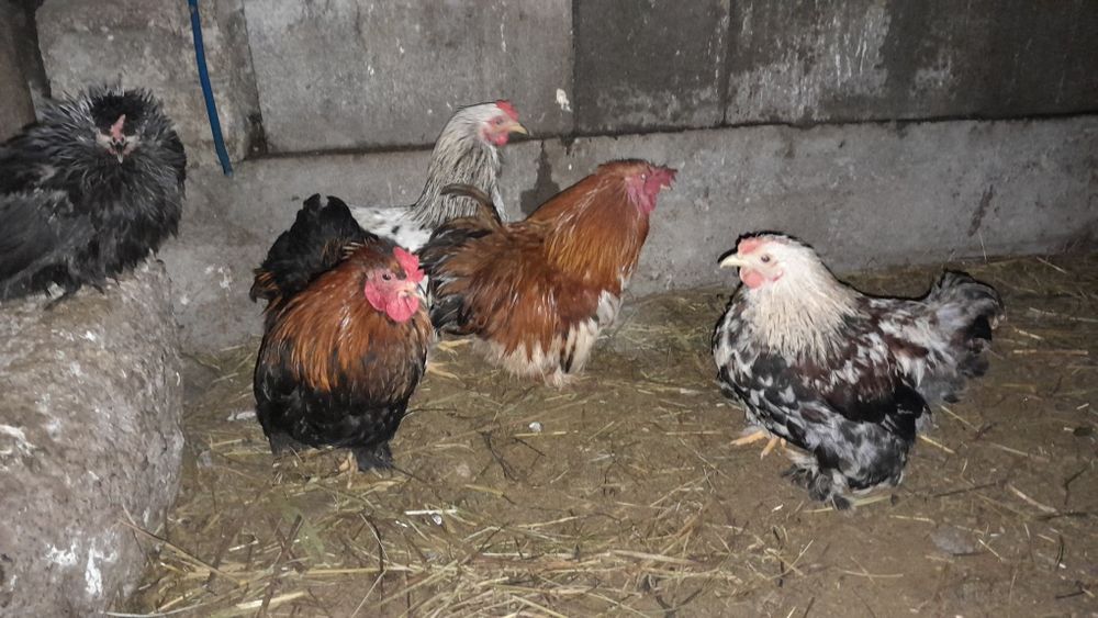 Продам карликов разных пород