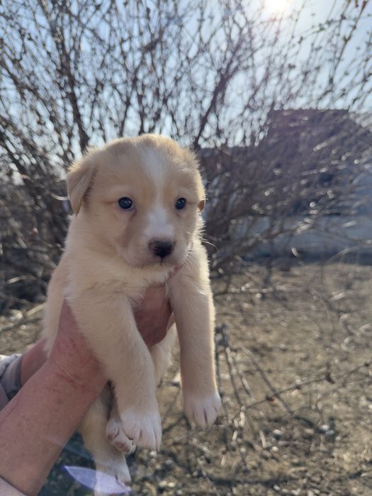 Отдаем в добрые руки ( город Талдыкорган)