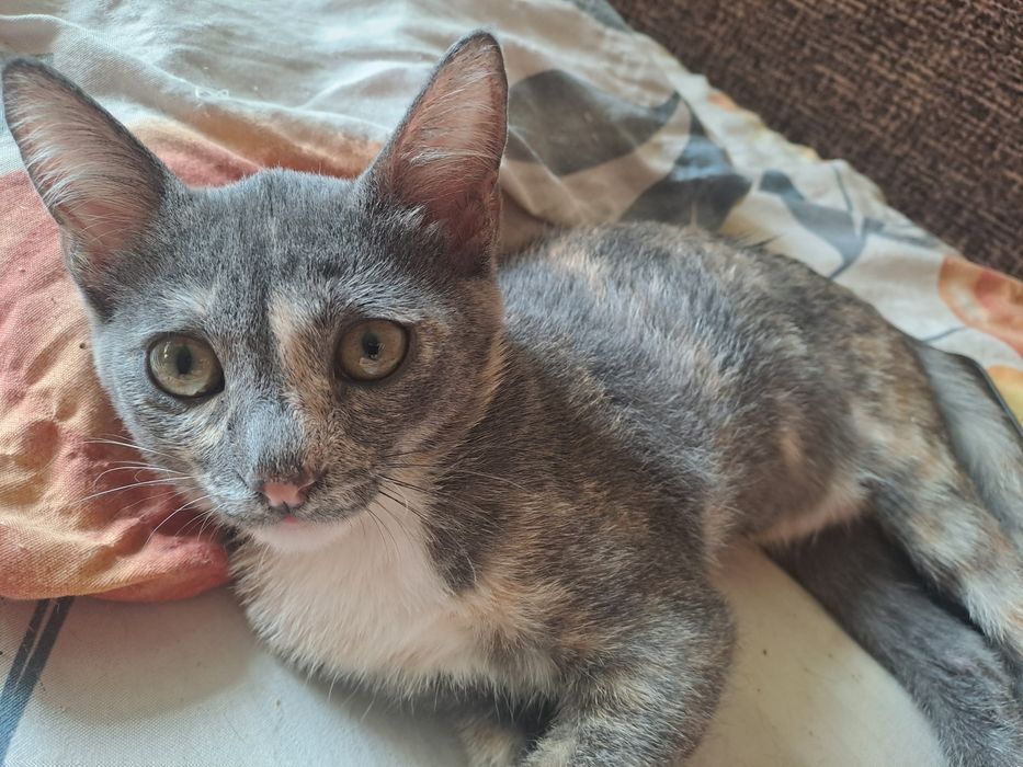 Отдам котят марғаулар