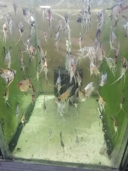 Декоративни рибки