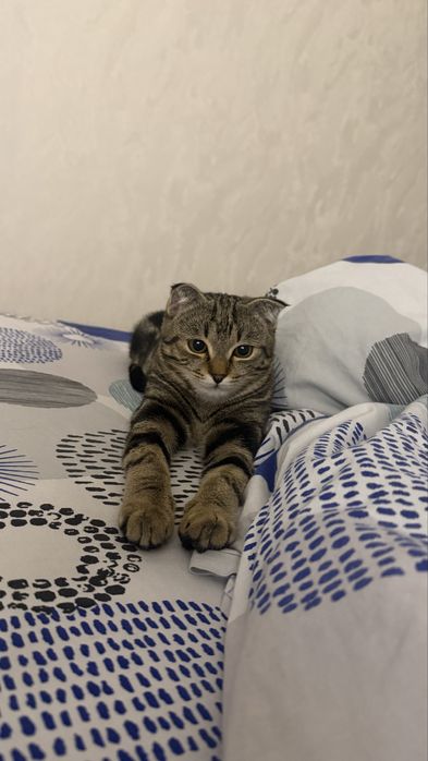 Шотландский вислоухий, бенгальский Кот