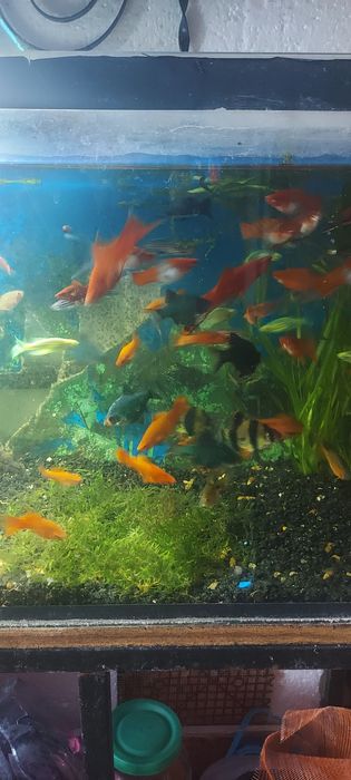 Рыбки аквариумные