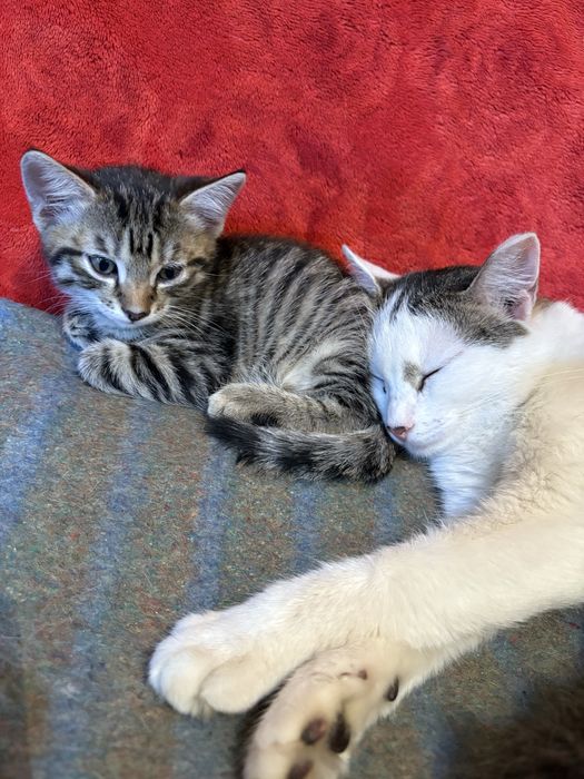 Котята милашки ищут дом