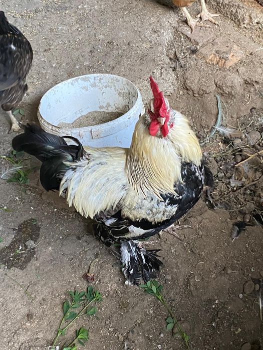 Vând găinușe pitice!
