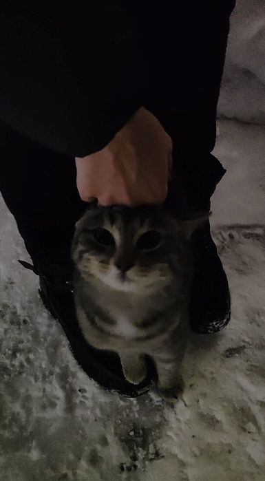 Котенок срочно ищет дом !