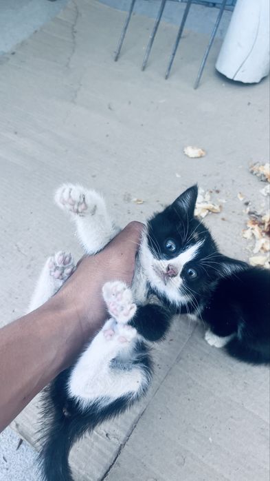 Котята даром …….