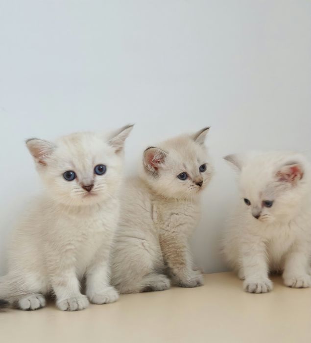 британские котята