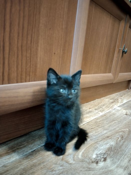Котята, 1,5 месяца