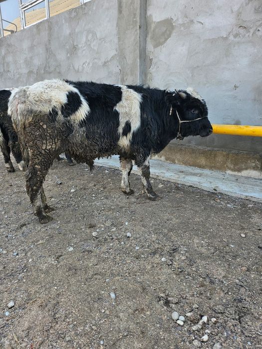 Бычоктар 3бас   .