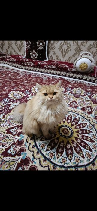 Золотой шиншилла киз бола 1 йошда тугмаган оналикка тайëр